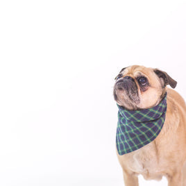 small dog wearing bandana